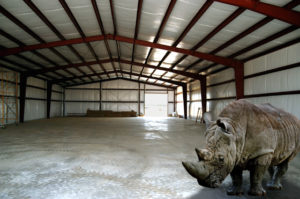 Photo of interior of a steel building with a rhino standing in the foreground.