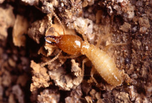 Close-up photo of a creepy crawly termite.