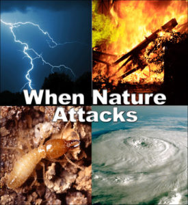 Collage of natural enemies of wood buildings: lightning, fire, hurricanes, and termites.