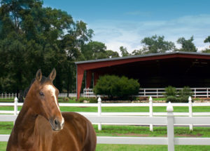 Photo of a horse standing near a open-air steel riding arena.