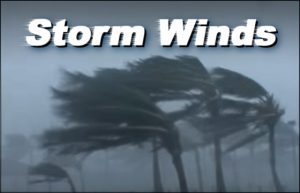 Palm trees bending in fierce hurricane winds