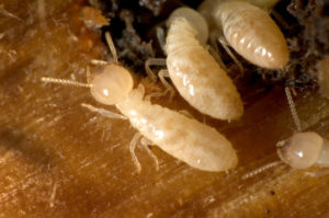 Close-up photo of creepy termites.